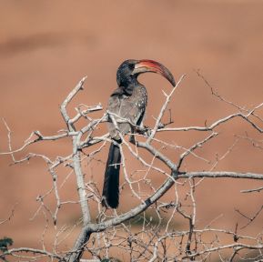 Фото приключение в Кения с фотографа Габриел Генчев